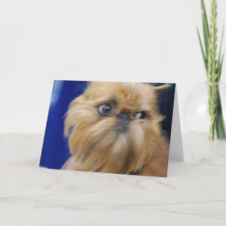 Hundegruß-Karte Brüssels Griffon Karte