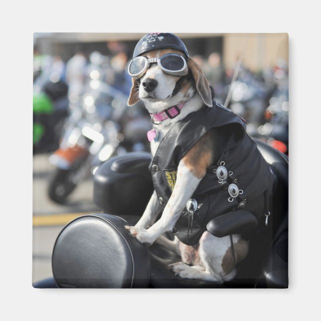 Hundehund auf Motorrad-Foto Magnet (Vorne)