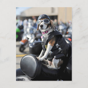 Hundehund auf Motorrad-Foto Postkarte
