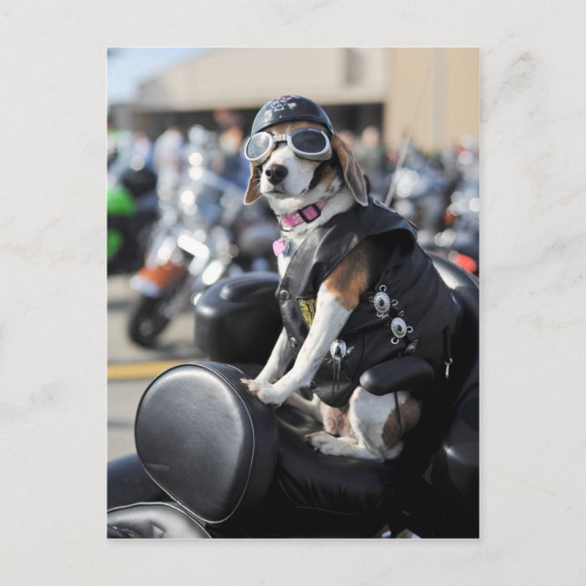 Hundehund auf Motorrad-Foto Postkarte (Vorderseite)