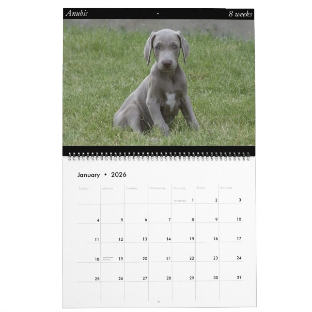 Hundekalender Kalender (Jan 2026)