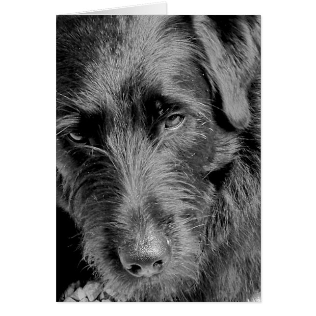Hundekarten, Dora (Vorne)