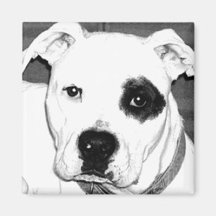 Hundemagnet Magnet
