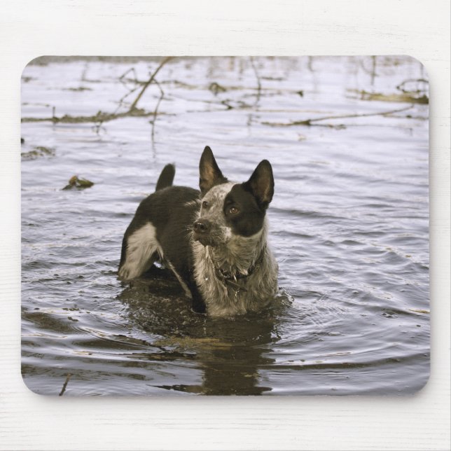 Hundemausunterlage Queenslands Heeler Mousepad (Vorne)