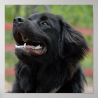 Hundemposter für Neufundland