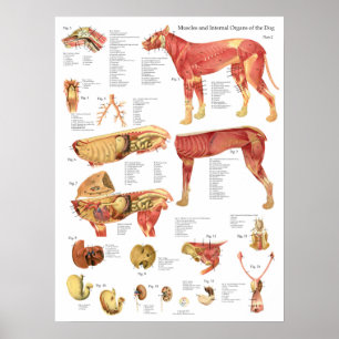 Hundemuskeln Innere Anatomie Chart Poster