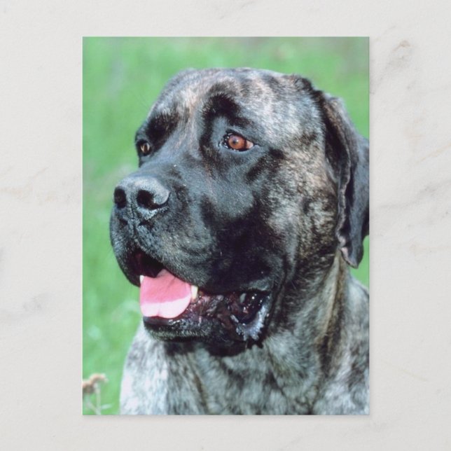 Hundepanting Postkarte (Vorderseite)