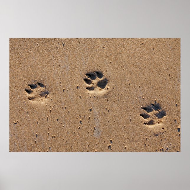 Hundepete druckt auf einem Sandstrand Poster (Vorne)