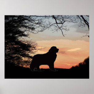 Hundeplakat für Neufundland Poster