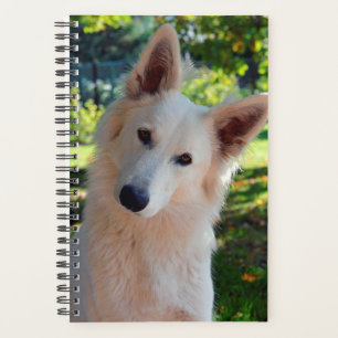 Hundeplaner Planer