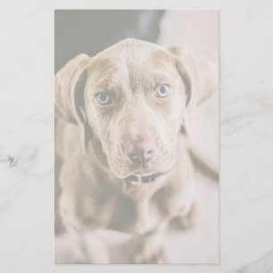 Hundeportrait