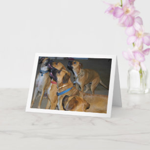Hundeportrait beim Sitzen für Futter Karte