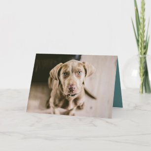 Hundeportrait Karte