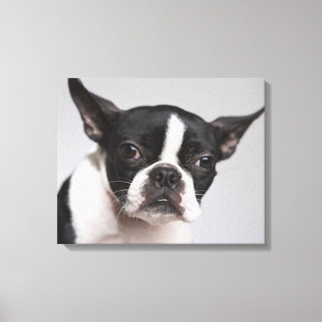 Hundeportrait Leinwanddruck (Vorderseite)