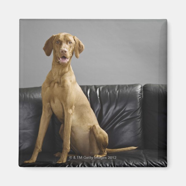 Hundeportrait Magnet (Vorne)