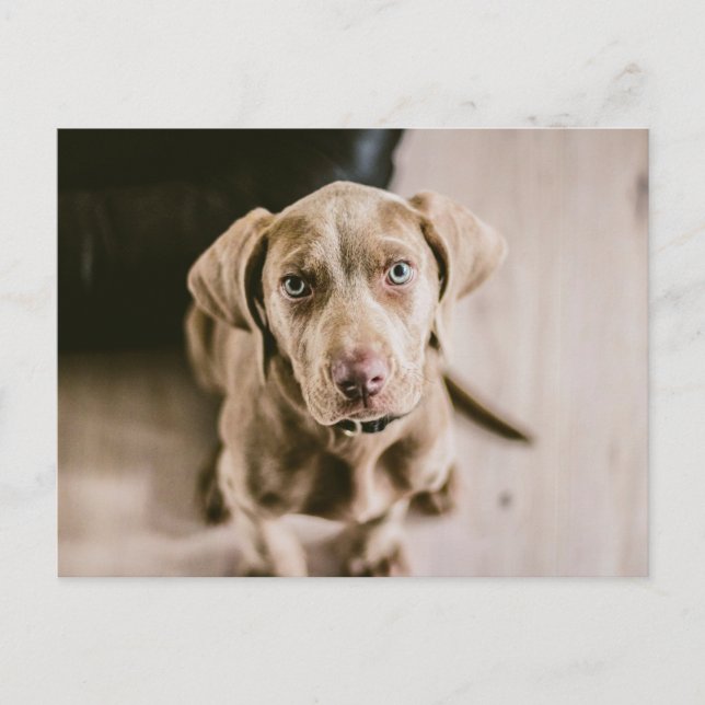 Hundeportrait Postkarte (Vorderseite)