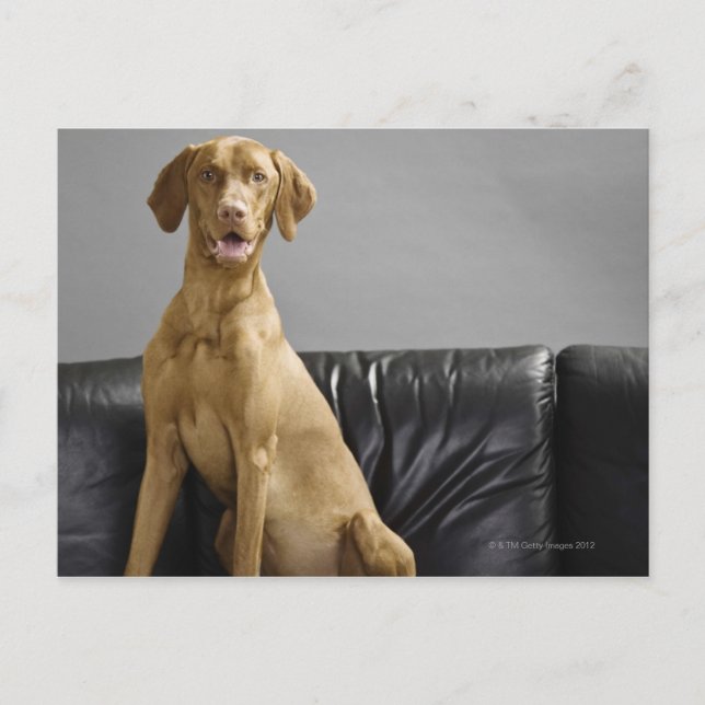 Hundeportrait Postkarte (Vorderseite)