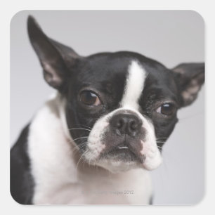 Hundeportrait Quadratischer Aufkleber