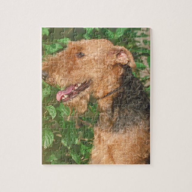 Hundepuzzlespiel Airedales Terrier Puzzle (Vertikal)