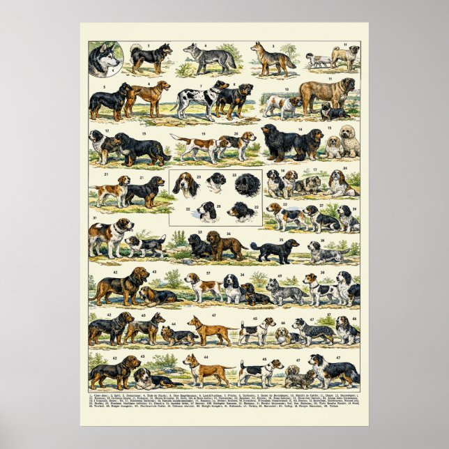 Hunderassen Farbillustrationen Poster (Vorne)