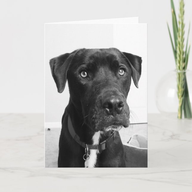 Hundereihe Karte (Vorderseite)