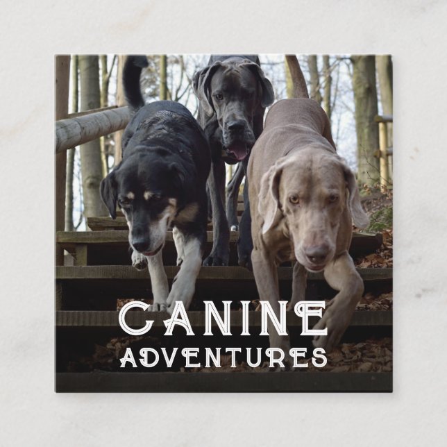 Hundeschlittenwalker und Hundeschutzabenteuer Squa Quadratische Visitenkarte (Vorderseite)