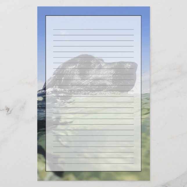 Hundeschwimmen im Wasser Briefpapier (Vorderseite)
