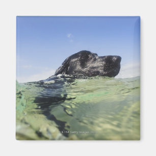 Hundeschwimmen im Wasser Magnet