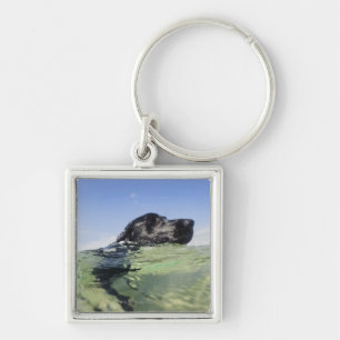 Hundeschwimmen im Wasser Schlüsselanhänger