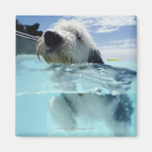 Hundeschwimmen in einem Swimmingpool Magnet