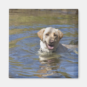 Hundeschwimmen Magnet