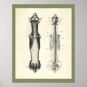 Hundeskelett Wirbelsäule Muskeln Anatomie Druck Poster