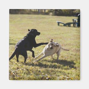 Hundespielen Magnet