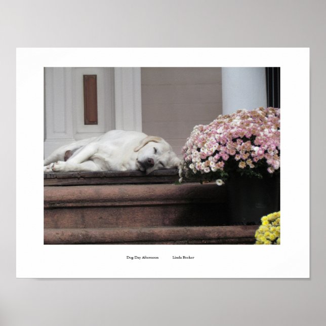 Hundetag Nachmittag Drucken Poster (Vorne)