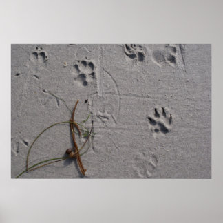 Hundetag Nachmittag Poster