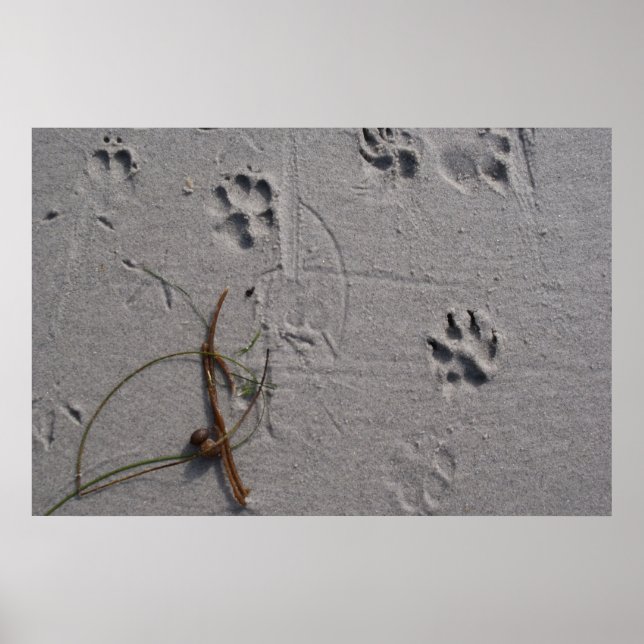 Hundetag Nachmittag Poster (Vorne)