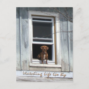 Hundetag Postscard Postkarte