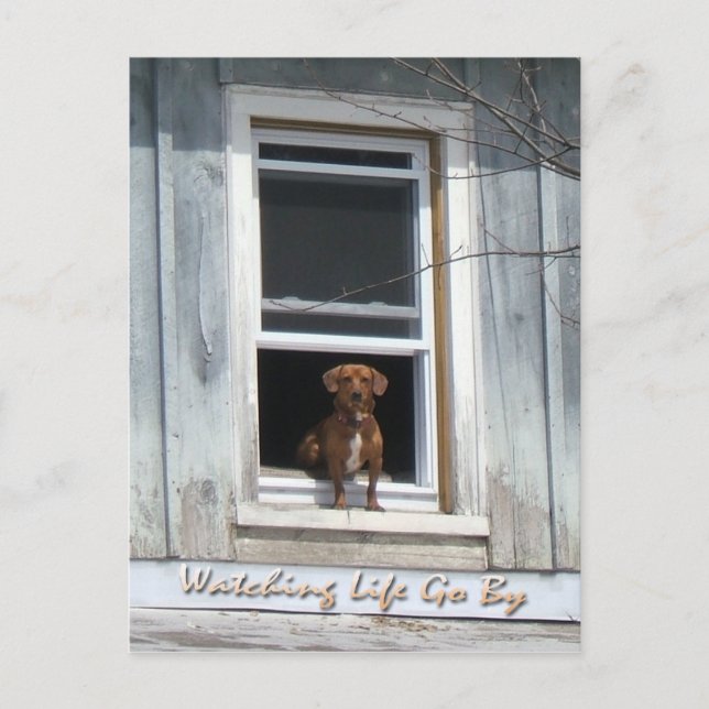 Hundetag Postscard Postkarte (Vorderseite)