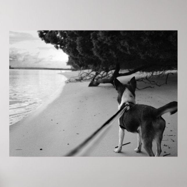 Hundetage Poster (Vorne)