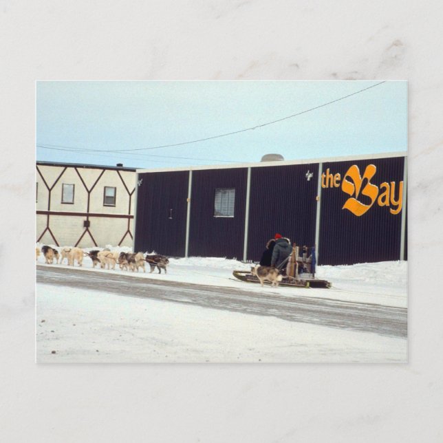 Hundeteam in der Bucht, Churchill, Manitoba Postkarte (Vorderseite)