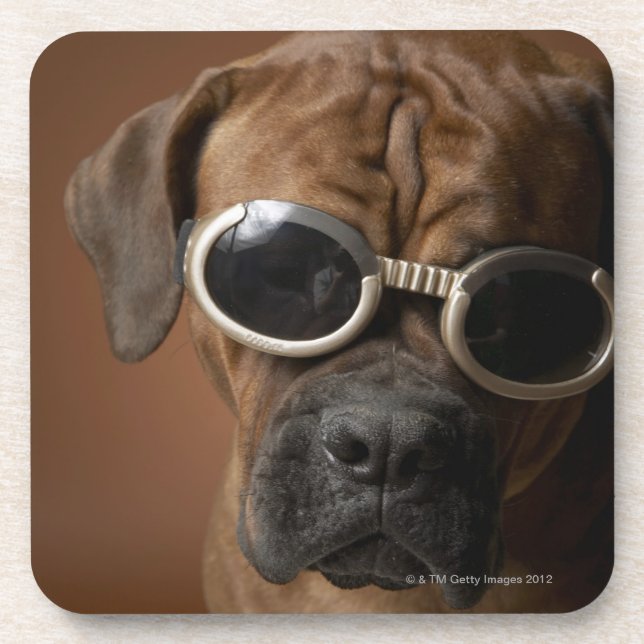 Hundetragende Sonnenbrille Getränkeuntersetzer (Vorderseite)