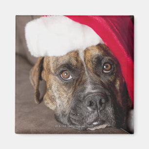 Hundetragende Weihnachtsmannmütze Magnet
