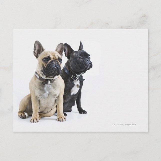 Hundetraining und Gehorsam Postkarte (Vorderseite)