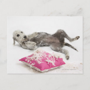 Hundeverhaltenstraining Postkarte