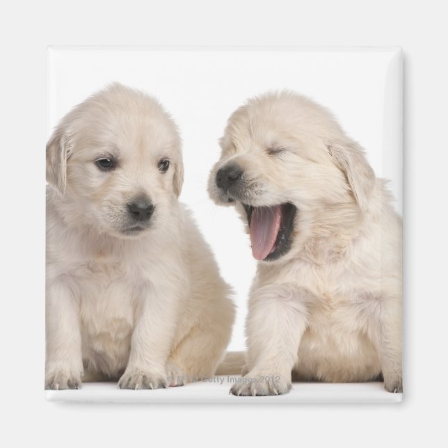 Hundewelpen (4 Wochen alt) Magnet (Vorne)