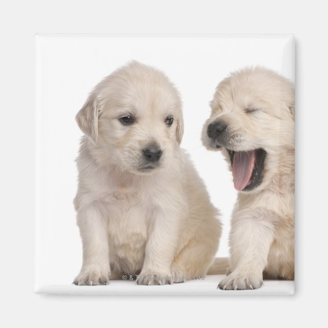 Hundewelpen (4 Wochen alt) Magnet (Vorne)