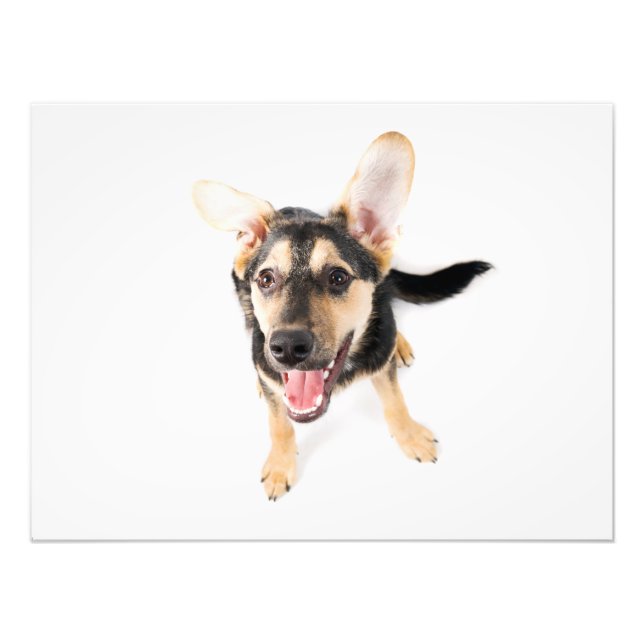 Hundewelpen Fotodruck (Vorne)