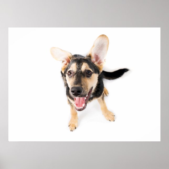 Hundewelpen Poster (Vorne)