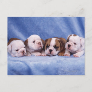 Hundewelpen Postkarte