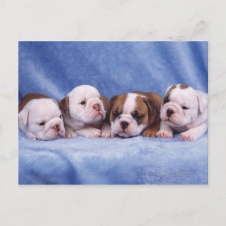 Hundewelpen Postkarte